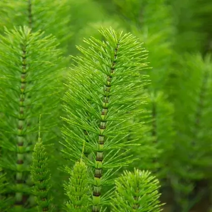 #6. Стебель кукурузного хвоща